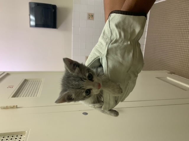 Gloved hand of firefighter holding kitten.